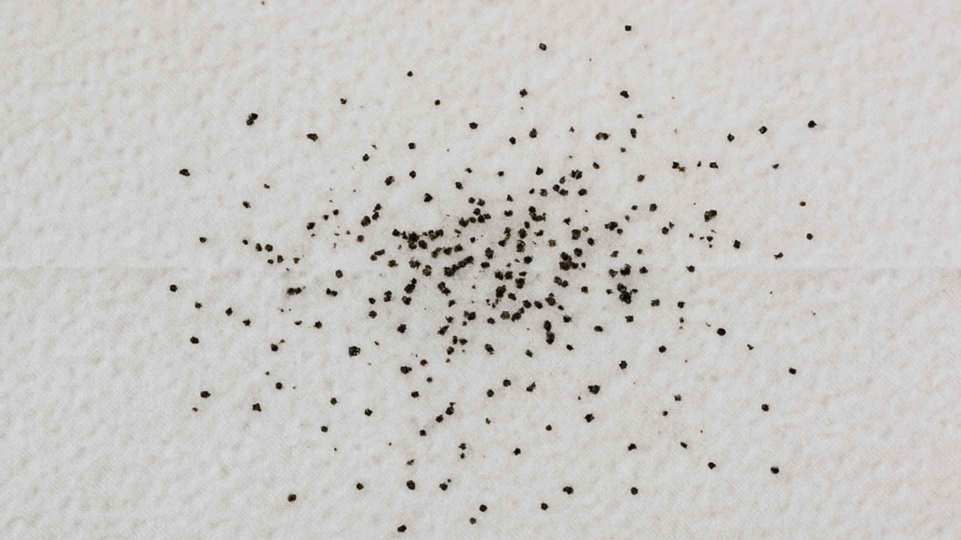 excrementos de pulga patitasco
